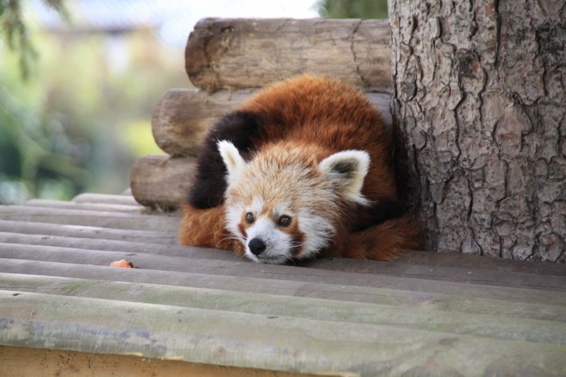 活泼可爱的小熊猫图片(14张)