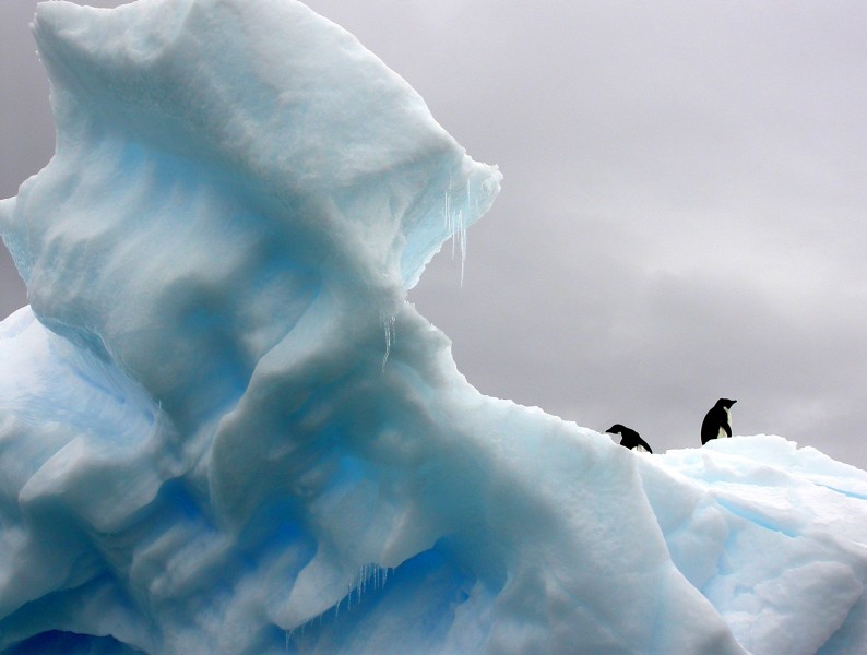 聪明可爱的企鹅图片(7张)