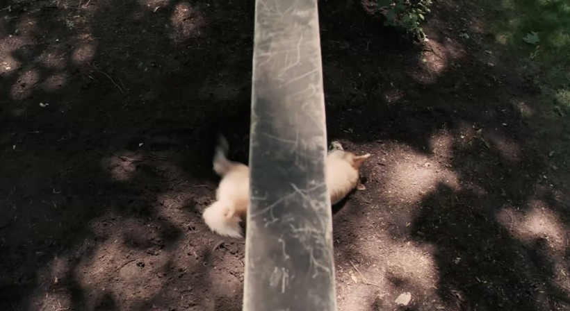 秋田犬图片(22张)