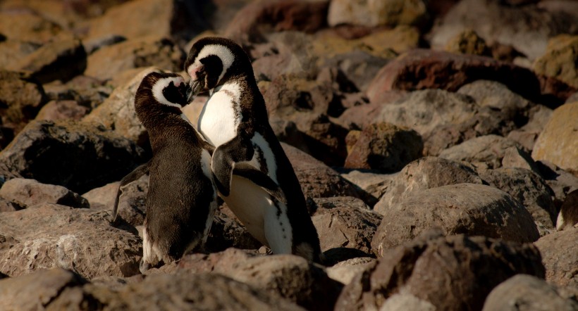 聪明可爱的企鹅图片(7张)