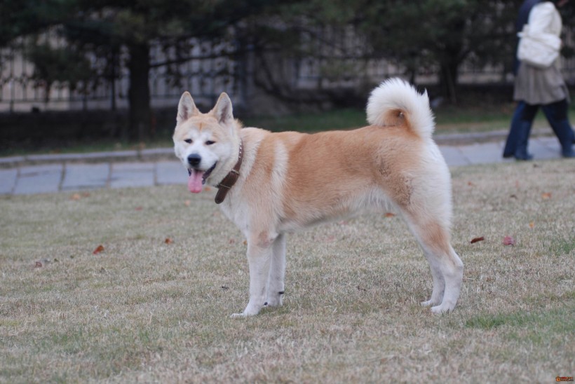 秋田犬图片(22张)