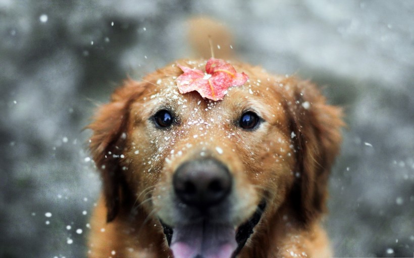 可爱的狗狗微笑图片(23张)