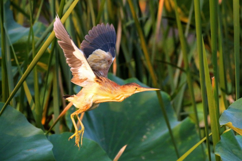 黄苇鳽的飞姿图片(18张)