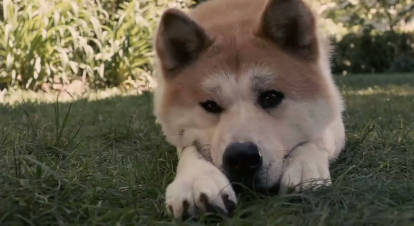 秋田犬图片(22张)