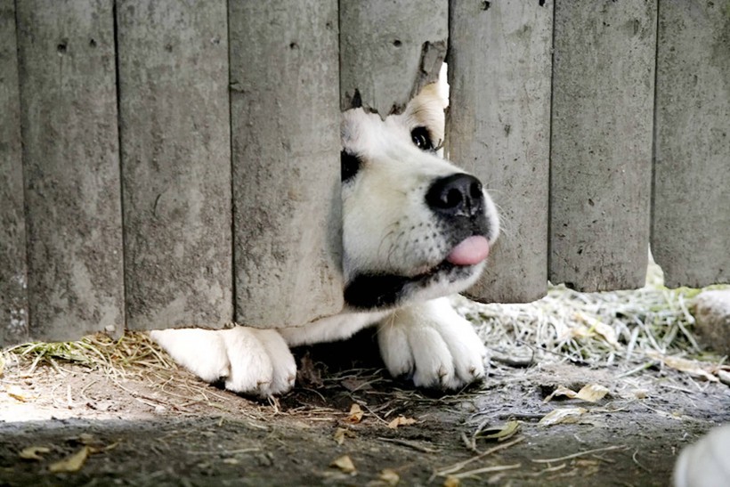 秋田犬图片(22张)