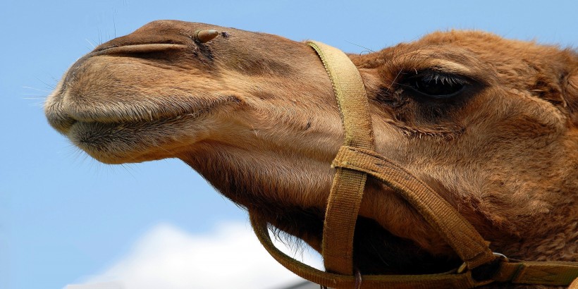 骆驼的面部图片(7张)