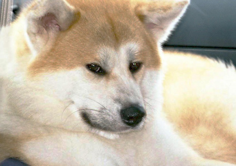 秋田犬图片(22张)