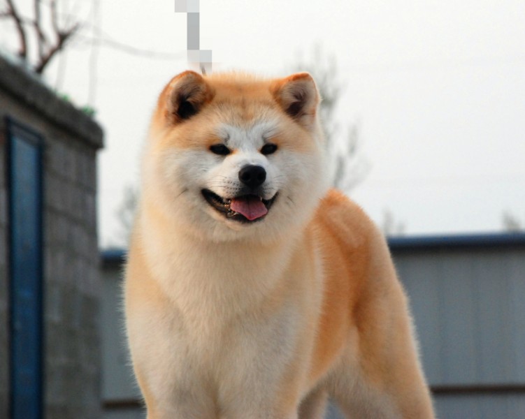 秋田犬图片(22张)