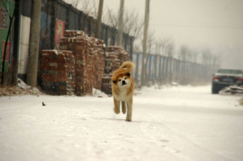 秋田犬图片(22张)