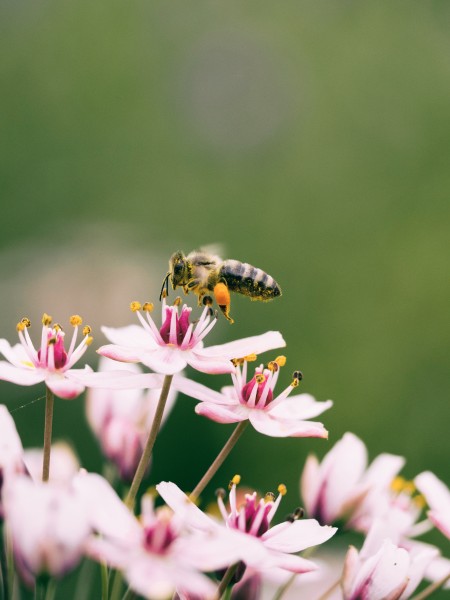 采蜜的蜜蜂图片(12张)