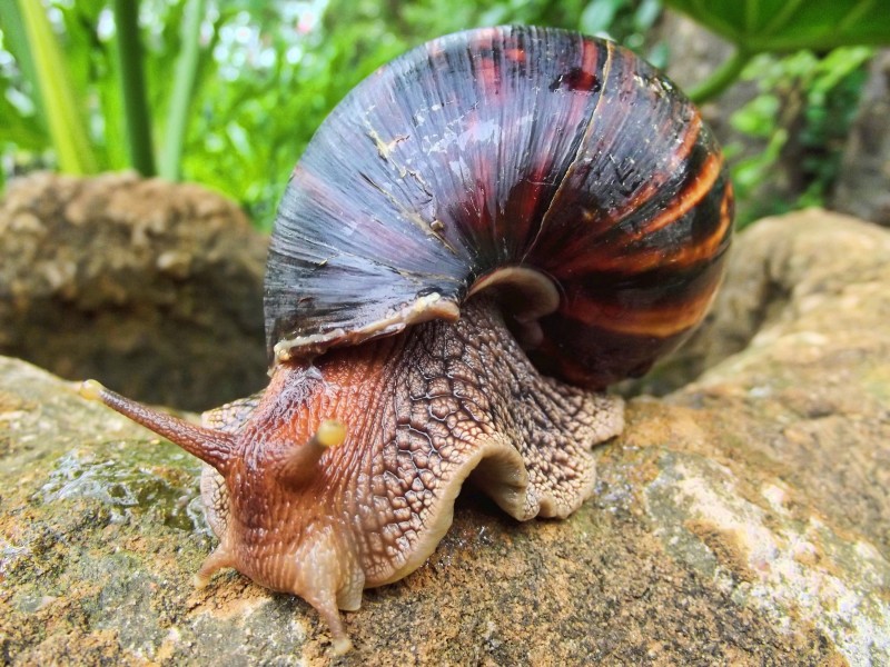 危害极大的非洲大蜗牛图片(15张)