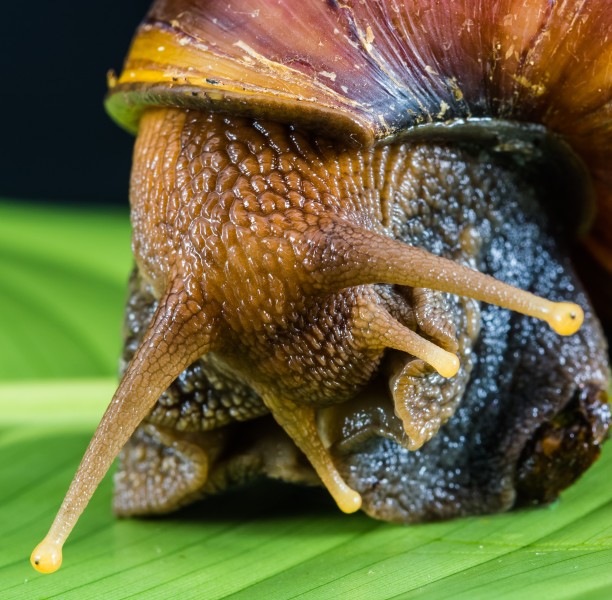 危害极大的非洲大蜗牛图片(15张)