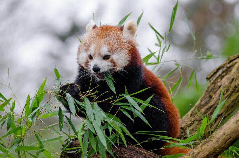 小熊猫图片(7张)