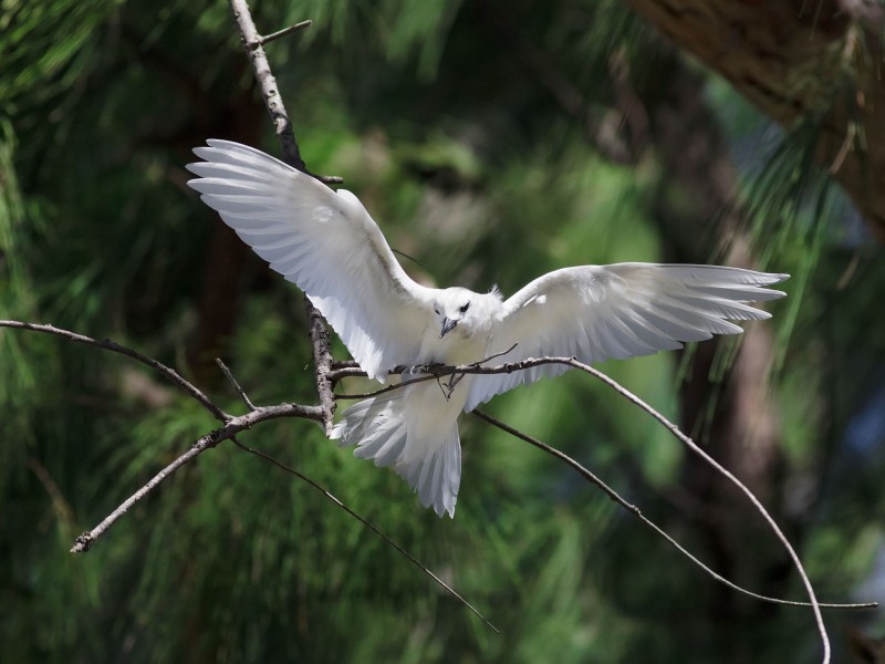 白玄鸥图片(9张)