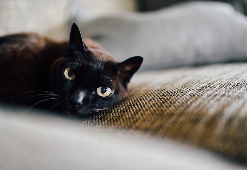 安静的猫咪图片(10张)