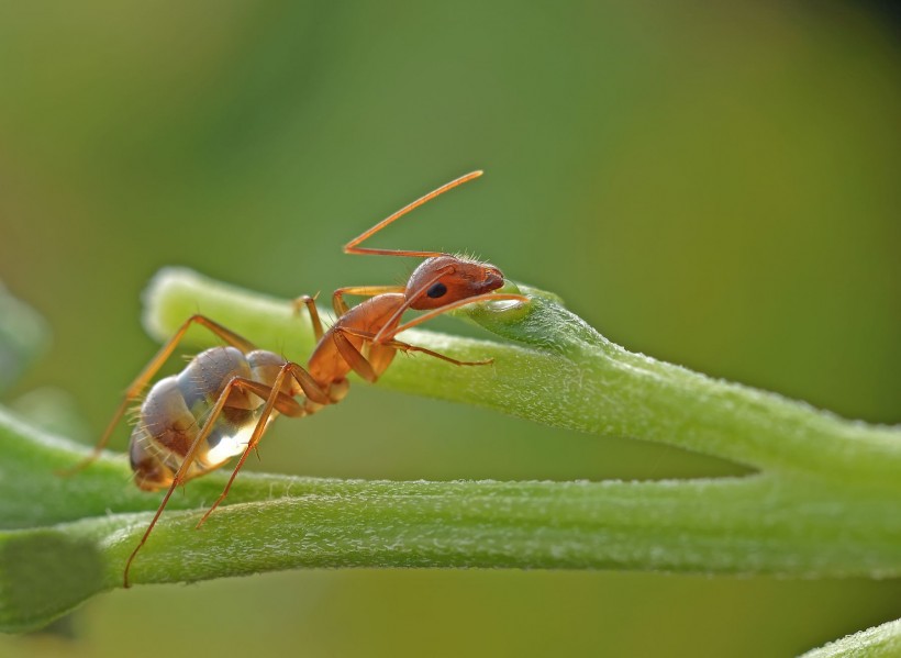 通体半透明的长角捷蚁图片(7张)