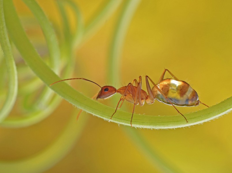 通体半透明的长角捷蚁图片(7张)