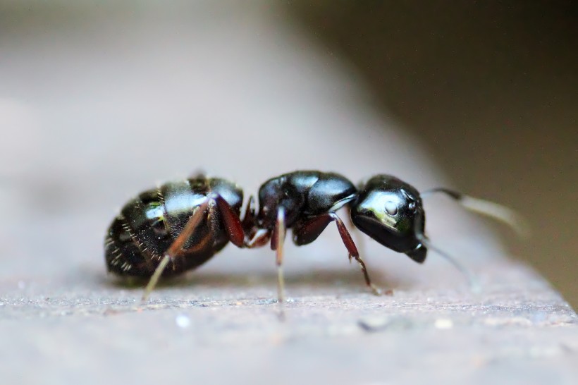 蚂蚁微距图片(9张)