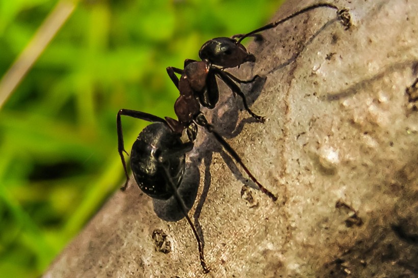 树叶上的蚂蚁图片(10张)