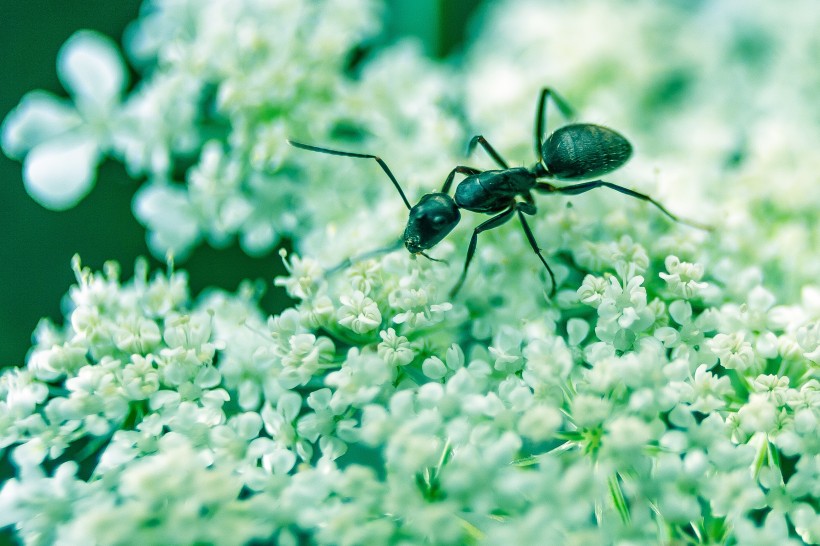 蚂蚁微距图片(9张)