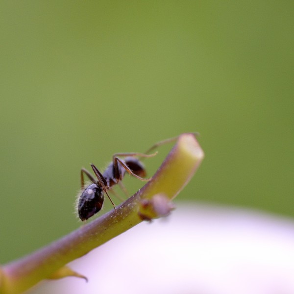 不辞劳苦的蚂蚁图片(12张)