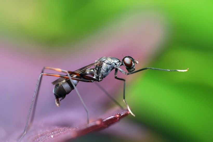 蚂蚁高清图片(12张)
