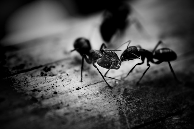 各种蚂蚁微距图片(11张)