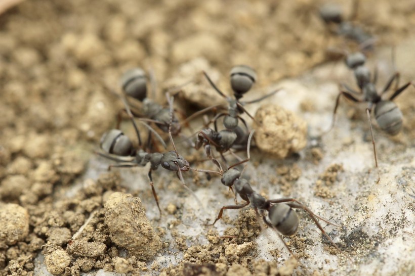 不辞劳苦的蚂蚁图片(12张)