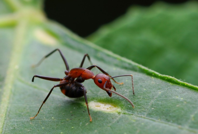 微距蚂蚁图片(16张)