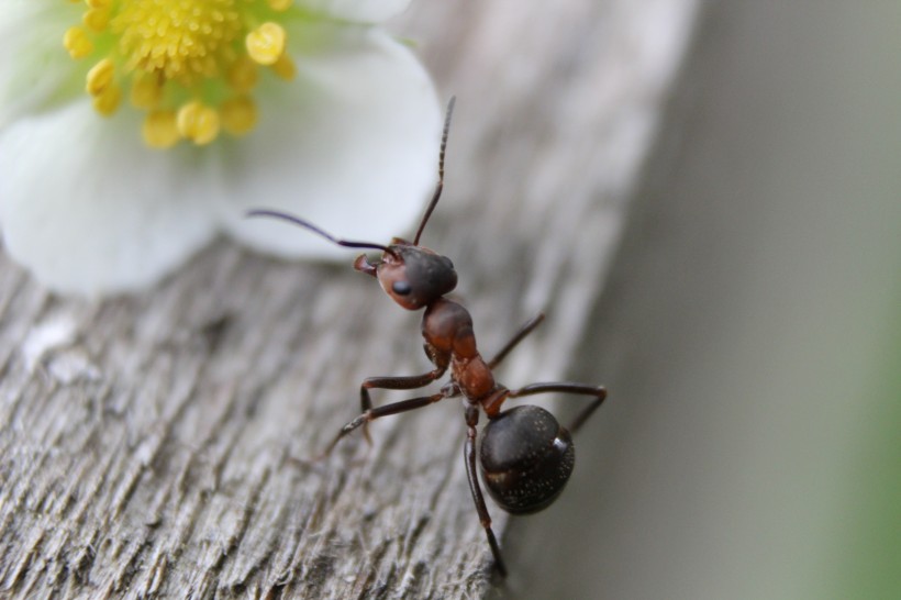 蚂蚁微距图片(10张)