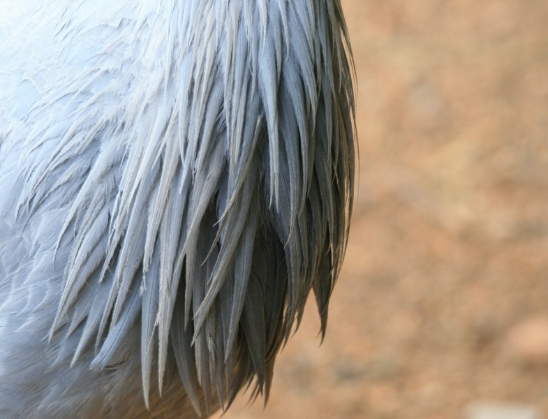蓝鹤鸟类图片(11张)