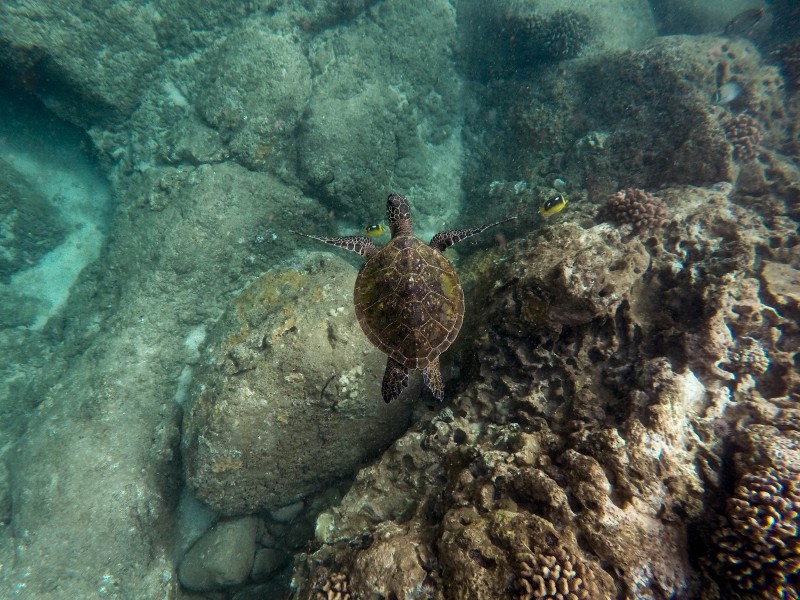 遨游的海龟图片(11张)