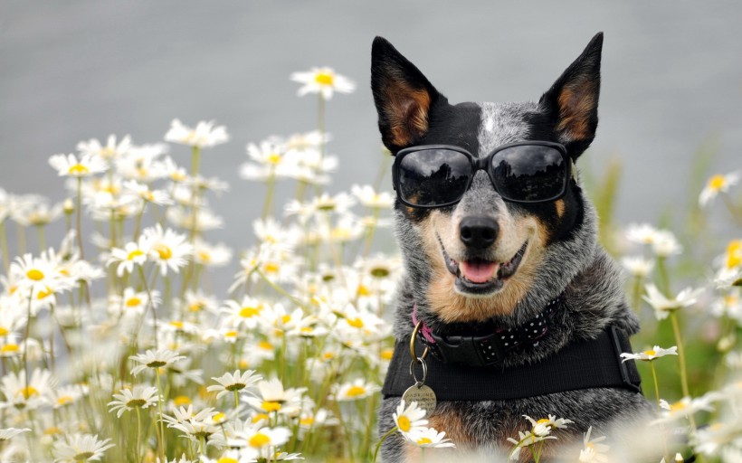 可爱的澳洲牧牛犬图片(25张)