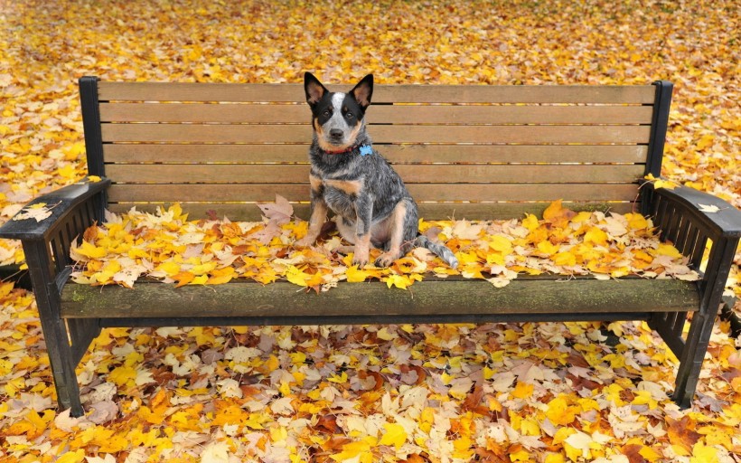 可爱的澳洲牧牛犬图片(25张)