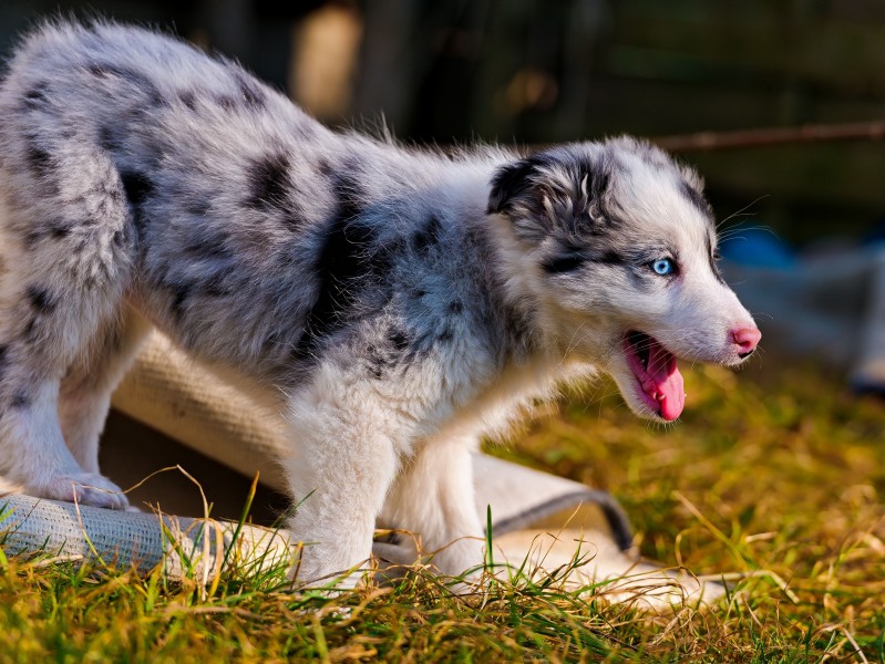 可爱的澳洲牧羊犬图片(16张)