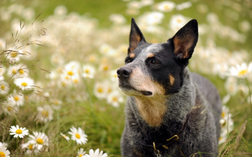 可爱的澳洲牧羊犬图片(16张)