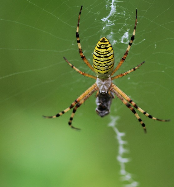奇特的横纹金蛛昆虫图片(6张)