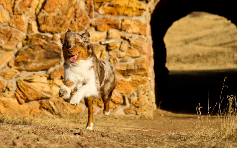 澳洲牧羊犬图片(8张)