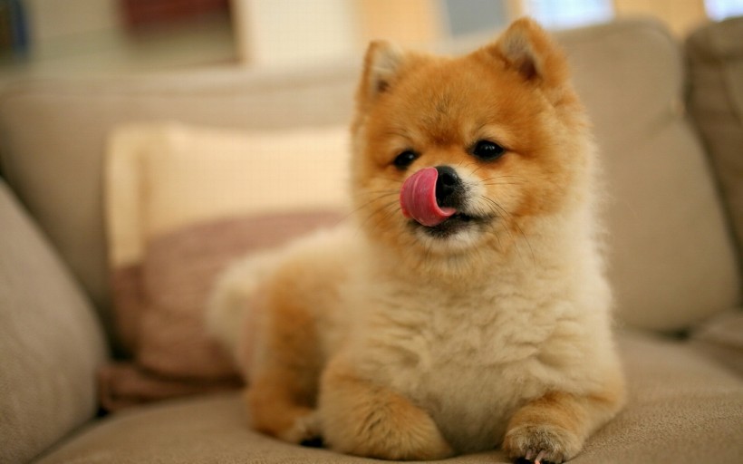 秋田犬图片(22张)