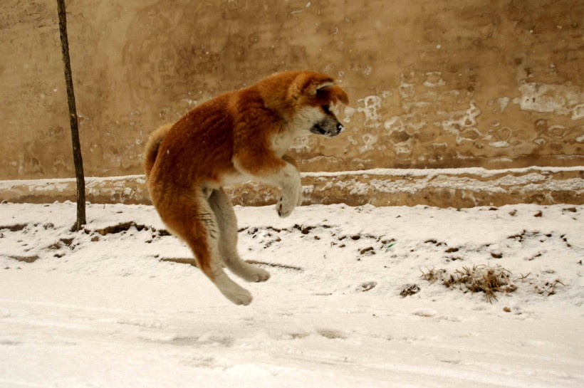 秋田犬图片(22张)