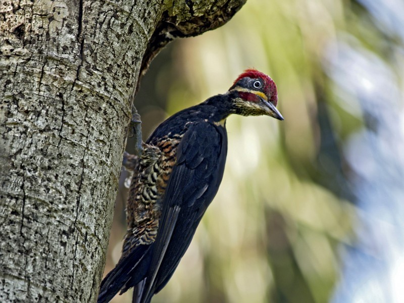 红色羽冠的白腹黑啄木鸟图片(11张)