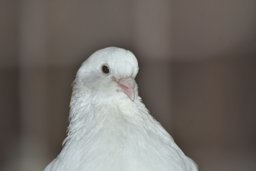 可爱的白鸽图片(12张)