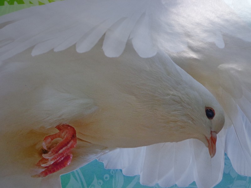 可爱的白鸽图片(12张)