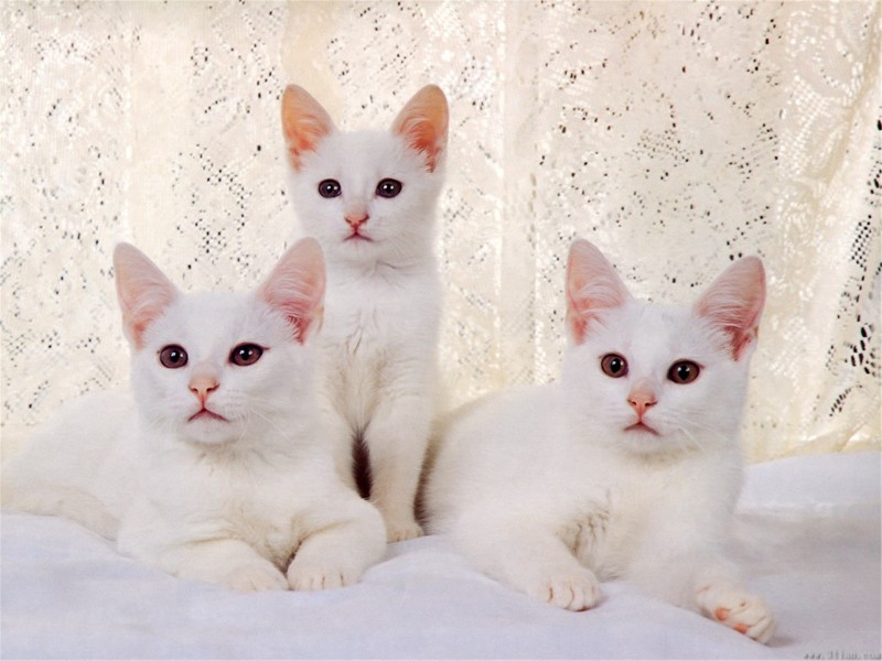 白色猫咪图片(24张)