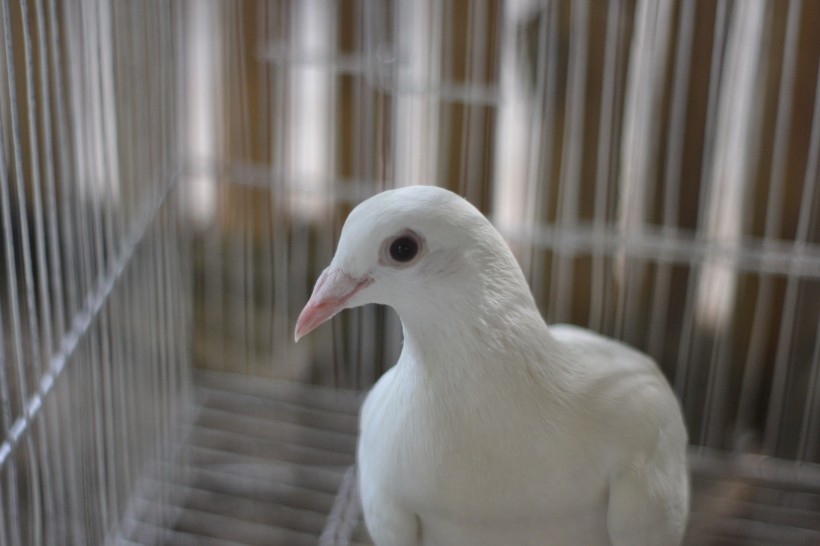 白色的鸽子图片(12张)