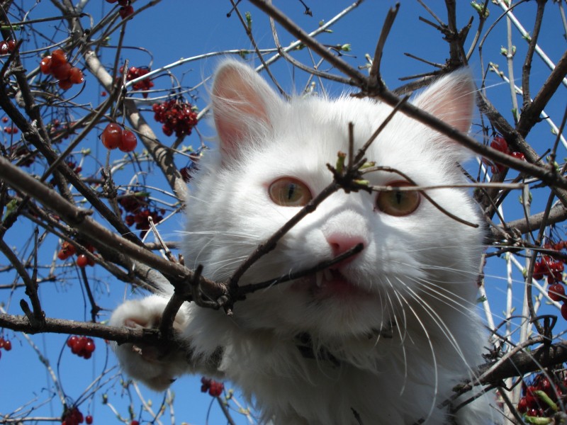 可爱白色猫咪图片(15张)