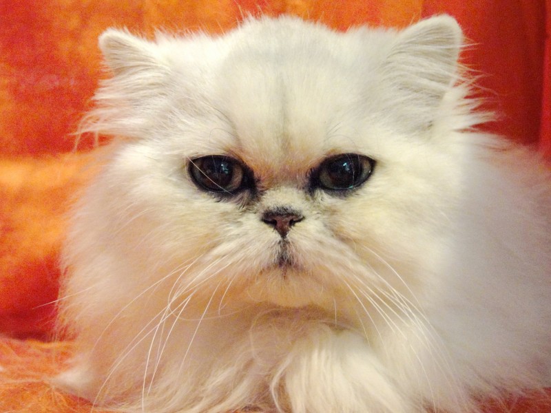 可爱白色猫咪图片(15张)