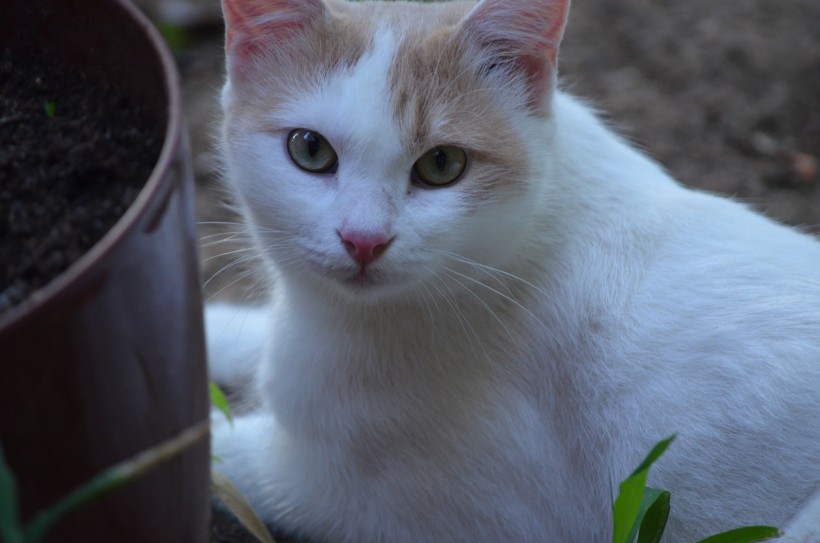 可爱白色猫咪图片(15张)