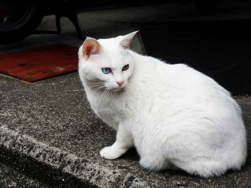 可爱白色猫咪图片(15张)