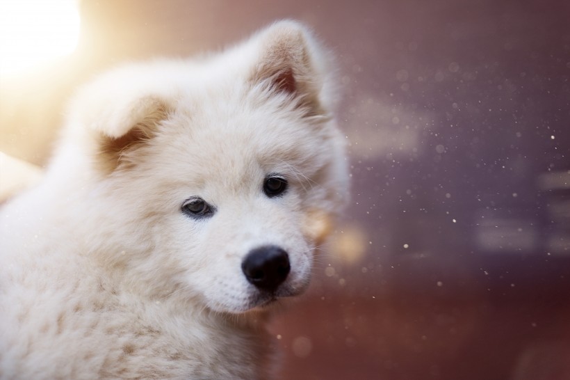 白色的小狗图片(13张)